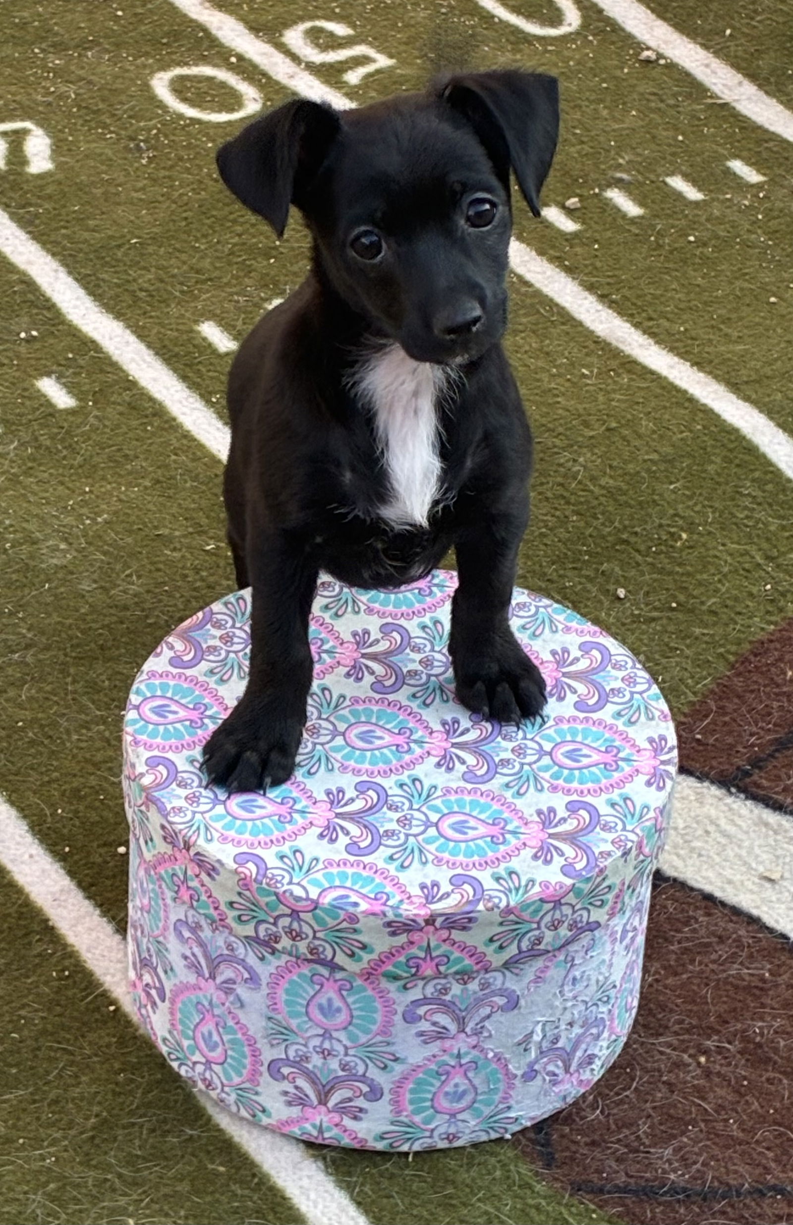 adoptable Dog in Hesperia, CA named Junebug - Bug puppy
