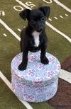 adoptable Dog in  named Junebug - Bug puppy