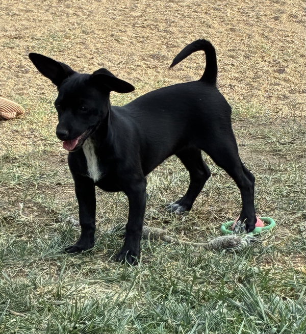 Junebug