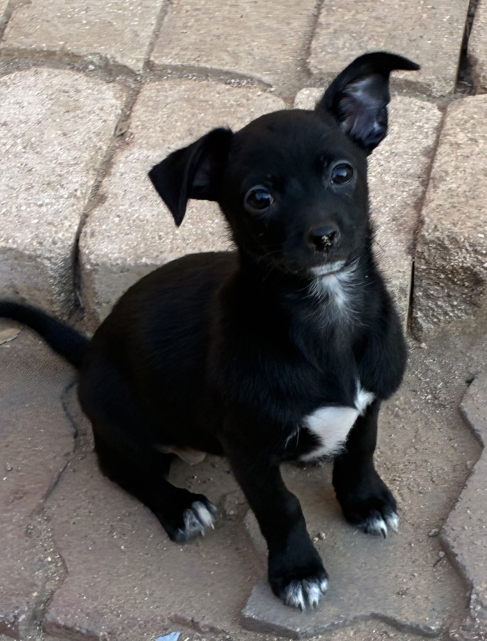 adoptable Dog in Hesperia, CA named Ladybug - Bug puppy