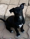 adoptable Dog in  named Ladybug - Bug puppy