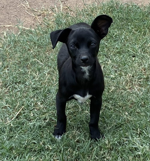 LADYBUG - Chihuahua available for adoption