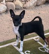 adoptable Dog in  named Cricket - Bug puppy