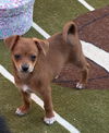 adoptable Dog in  named Termite - Bug puppy