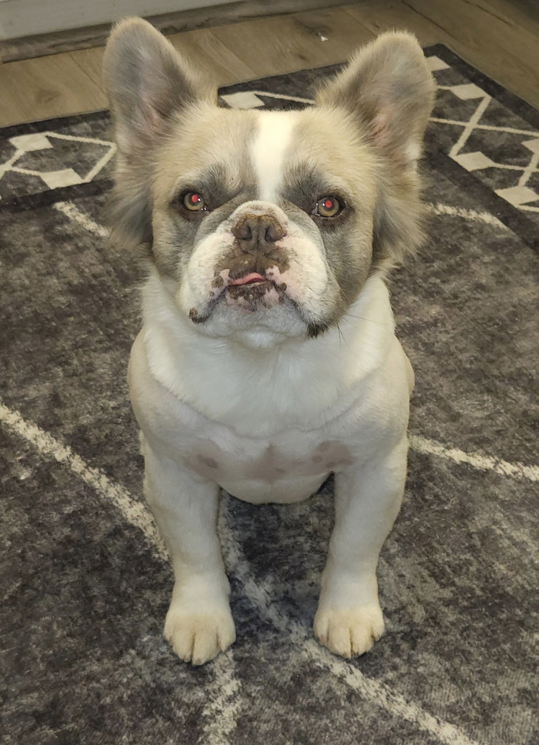 Milo Image