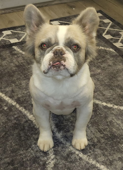 Milo