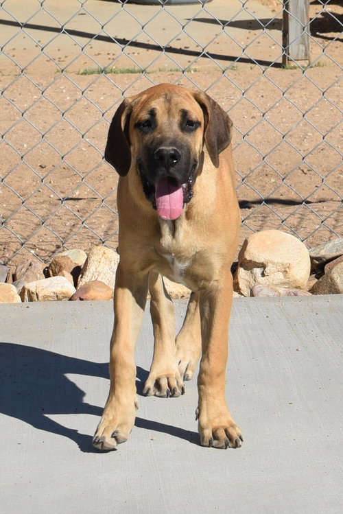 picture of the dog needing adoption