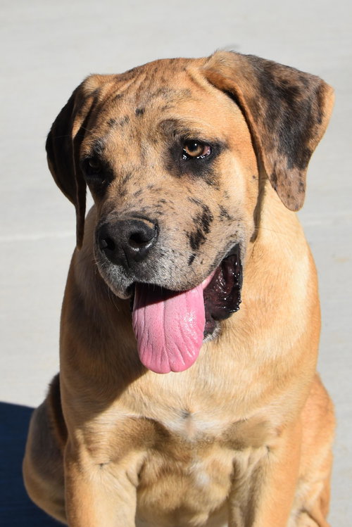 picture of the dog needing adoption