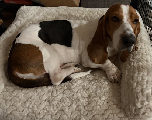 picture of the dog needing adoption