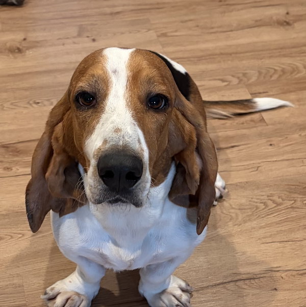 Wilbur