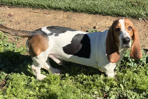 WILBUR - Basset Hound available for adoption