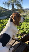 Wilbur - Photo 4