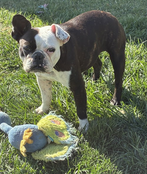 LULU - Boston Terrier / French Bulldog available for adoption