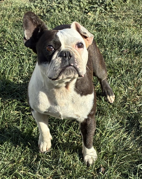 picture of the dog needing adoption