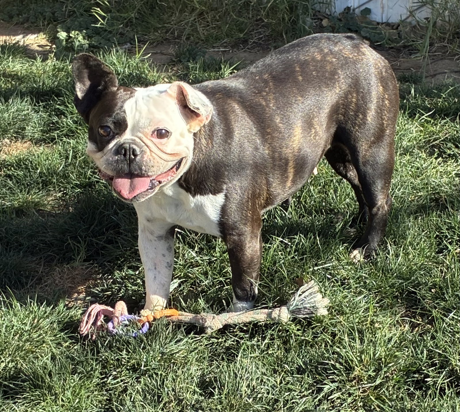 Lulu