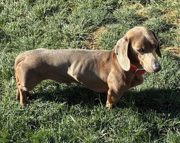 Wally