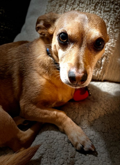 Jack, photo 2
