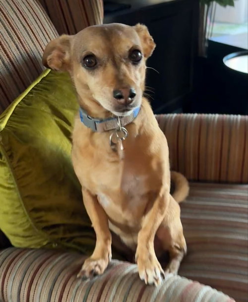 Jack, photo 3