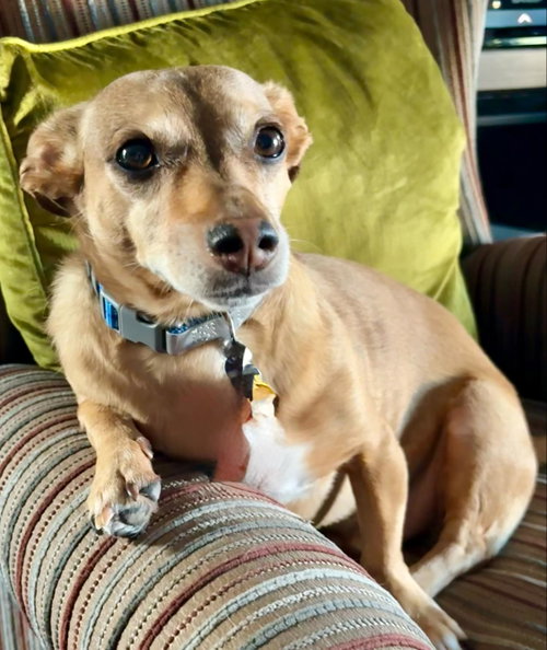 Jack, photo 4