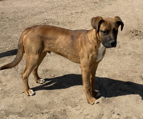 Brutus