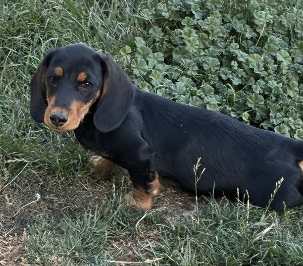 Odie
