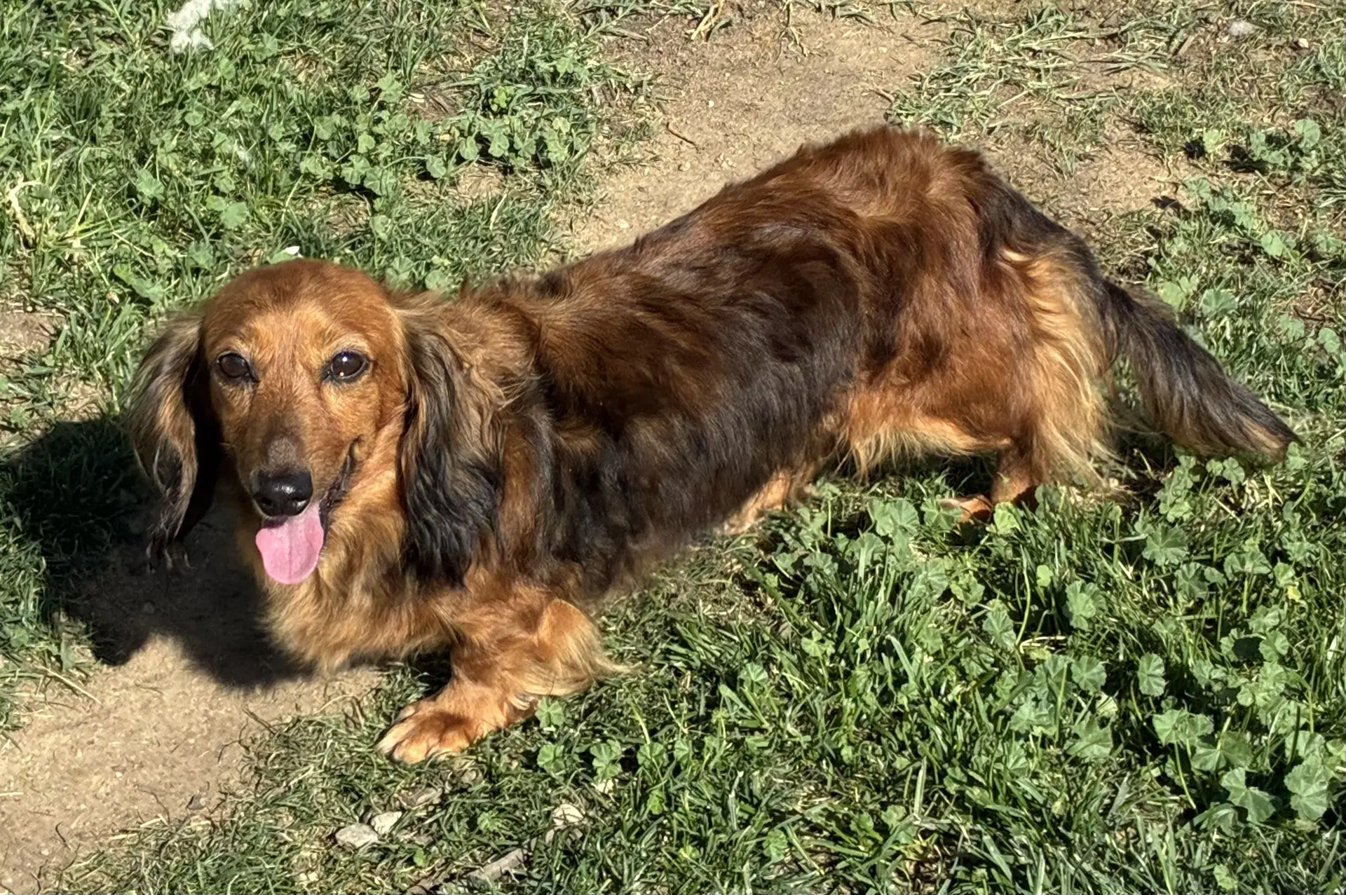 Aria - Dachshund
