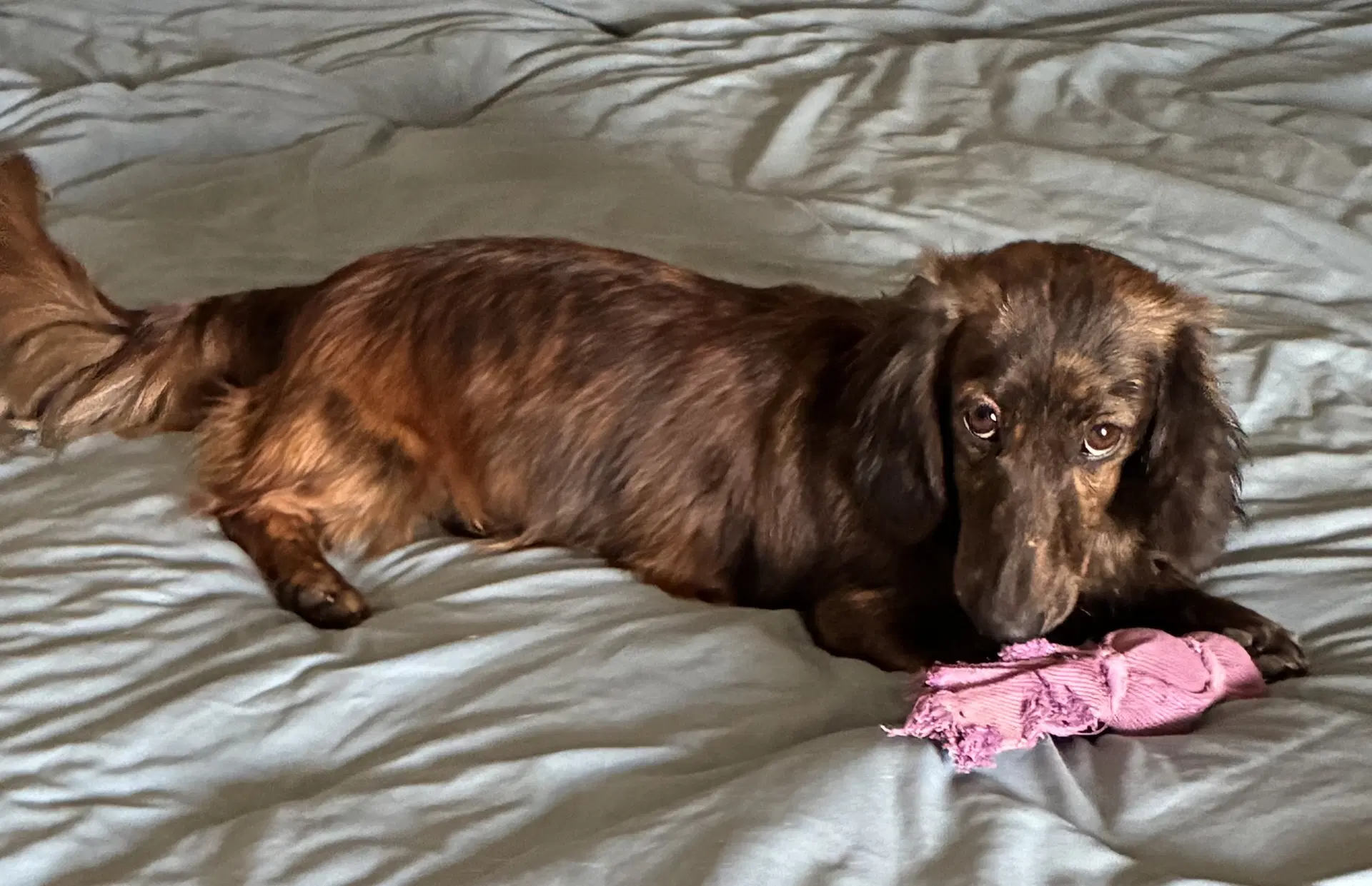 Fig - Dachshund