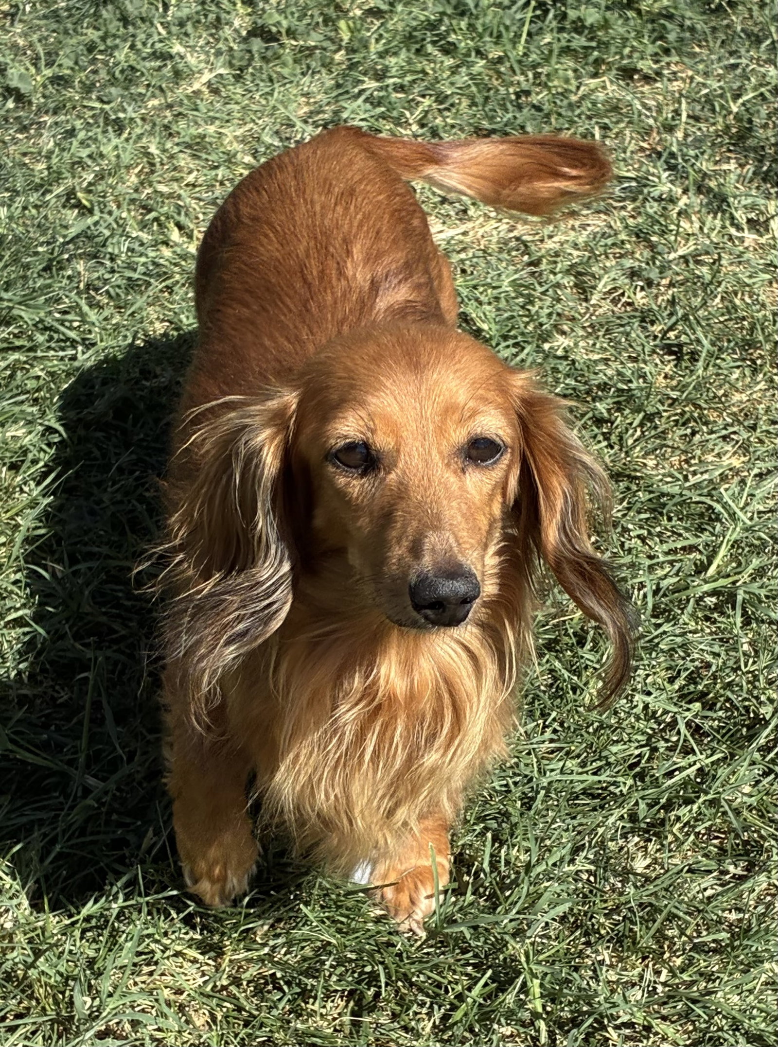 Annabelle, Dachshund