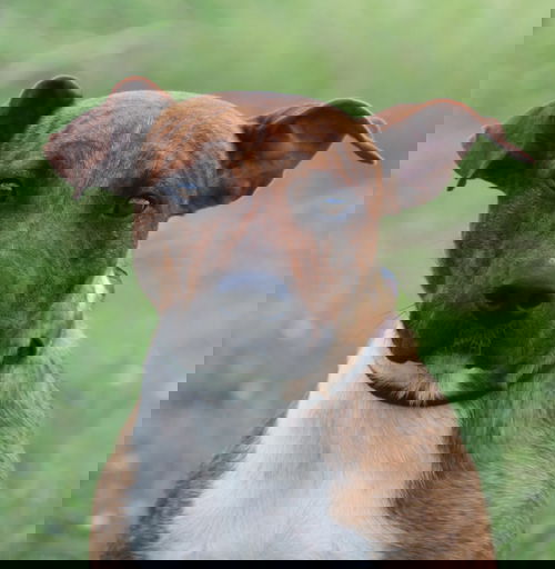 Vega