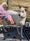 adoptable Dog in  named Isabel, a sweet young lady, more info added