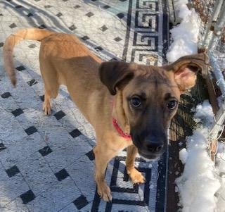 adoptable Dog in Coventry, CT named Hattie, updated with history