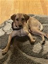 adoptable Dog in , CT named Hal, updated with more information