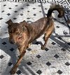 adoptable Dog in  named Richard, information updated with more details