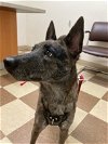 adoptable Dog in , CT named Cricket, beauty inside & out