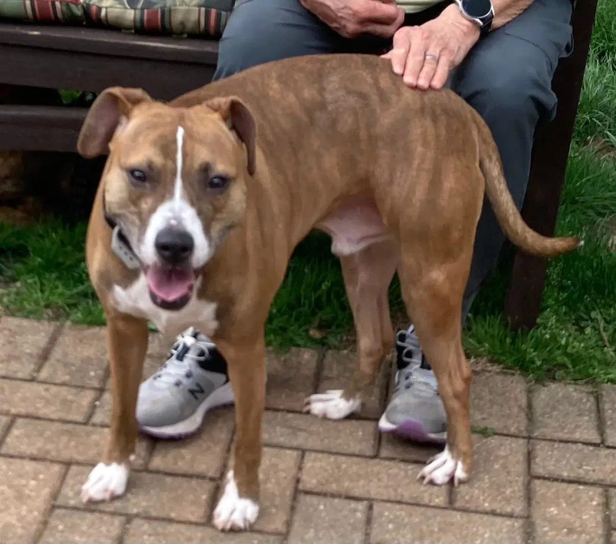 Clyde An Easy-Going Pup - Boxer