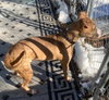 Clyde, an easy-going pup - Photo 6