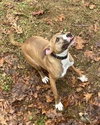 Clyde, an easy-going pup - Photo 7