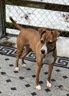 Clyde, an easy-going pup - Photo 5