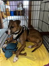 Clyde, an easy-going pup - Photo 2