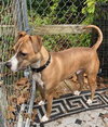 Clyde, an easy-going pup - Photo 8