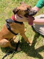 HATTIE - Labrador Retriever / Black Mouth Cur available for adoption