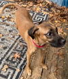 adoptable Dog in  named Hattie