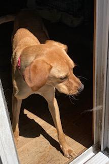 adoptable Dog in Coventry, CT named Hal