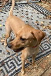 adoptable Dog in  named Hal