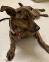 adoptable Dog in , CT named Richard, best co-polot & cuddler