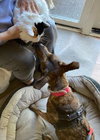 Richard, best co-polot and cuddler - Photo 4