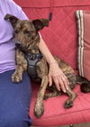 Richard, best co-polot and cuddler - Photo 6