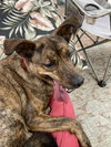 Richard, best co-polot and cuddler - Photo 3
