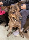 Richard, best co-polot and cuddler - Photo 5