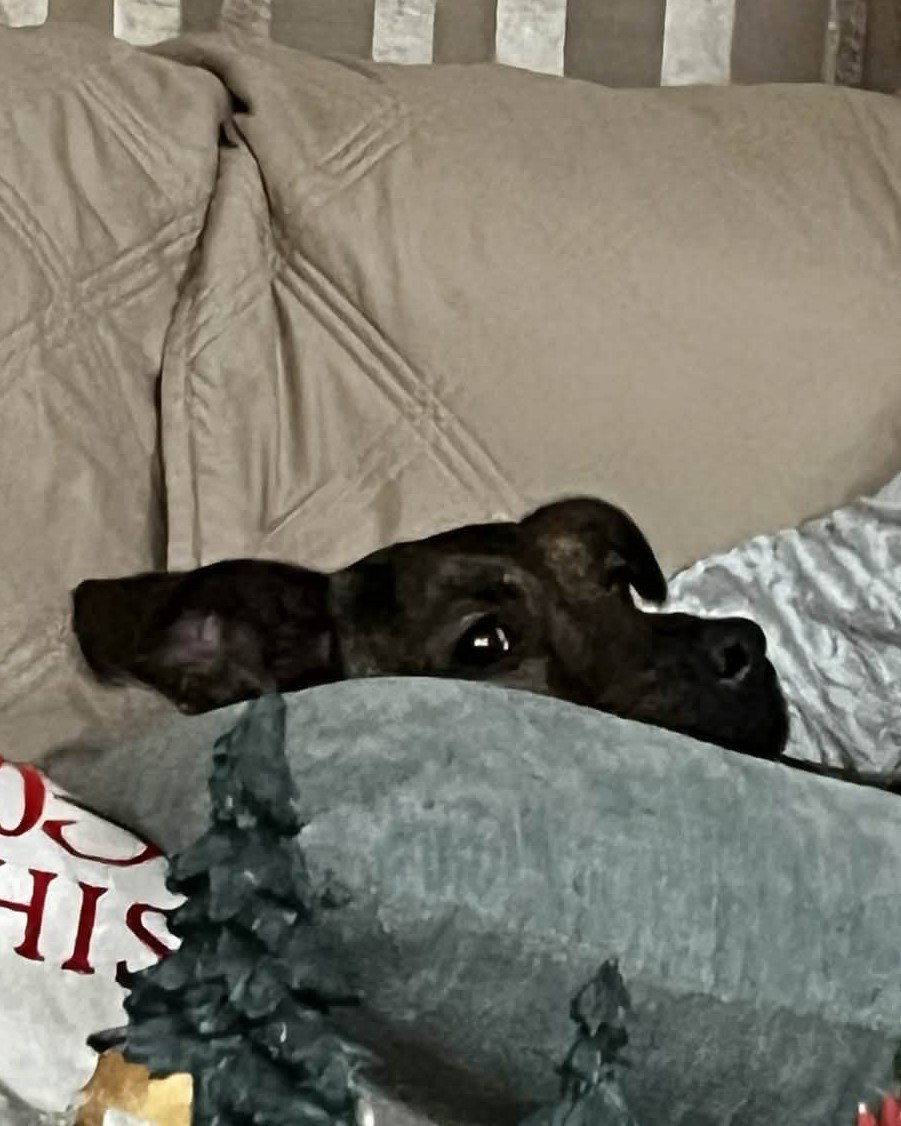 Richard, best co-polot and cuddler Image